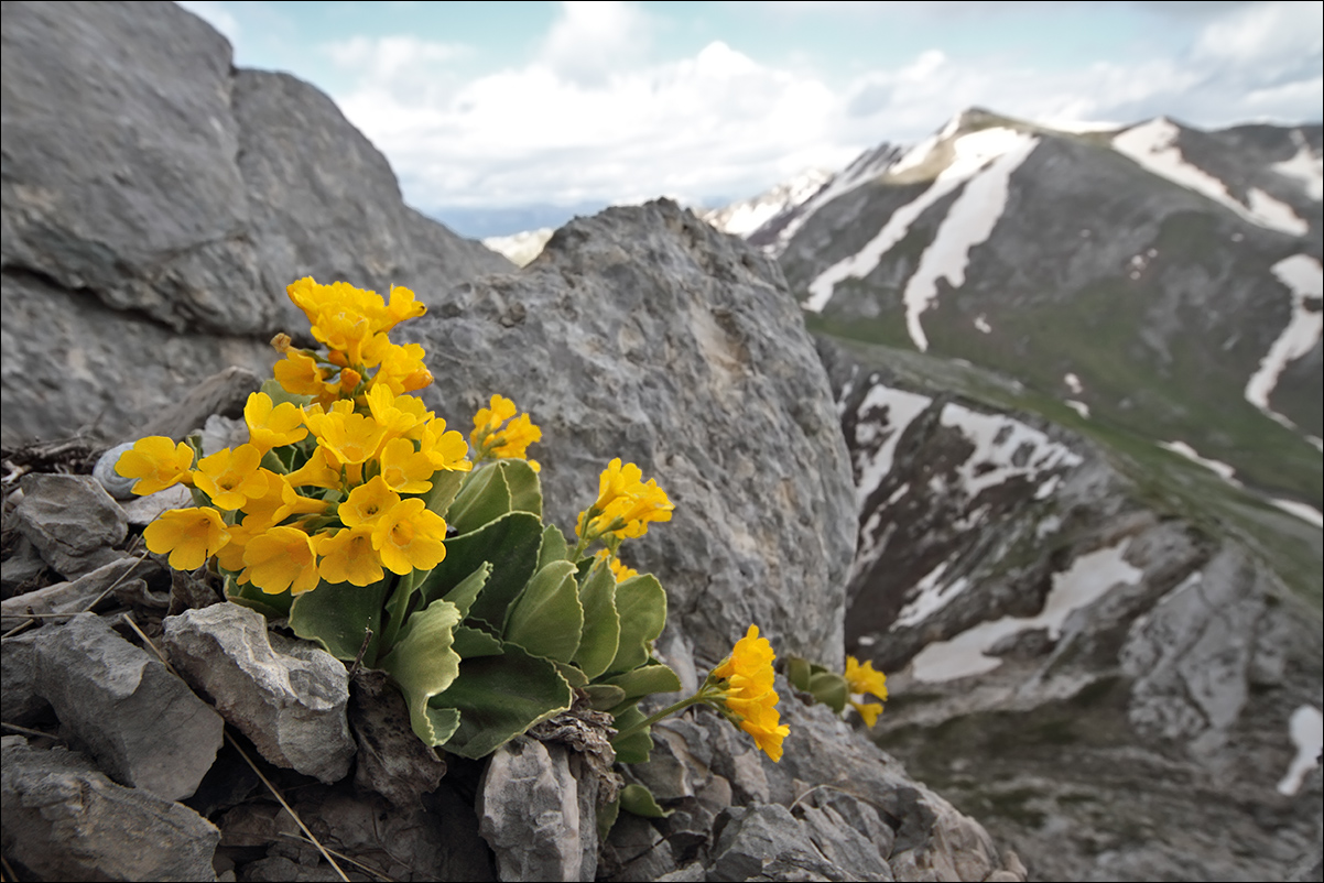 f primula auricola IMG_4143.jpg