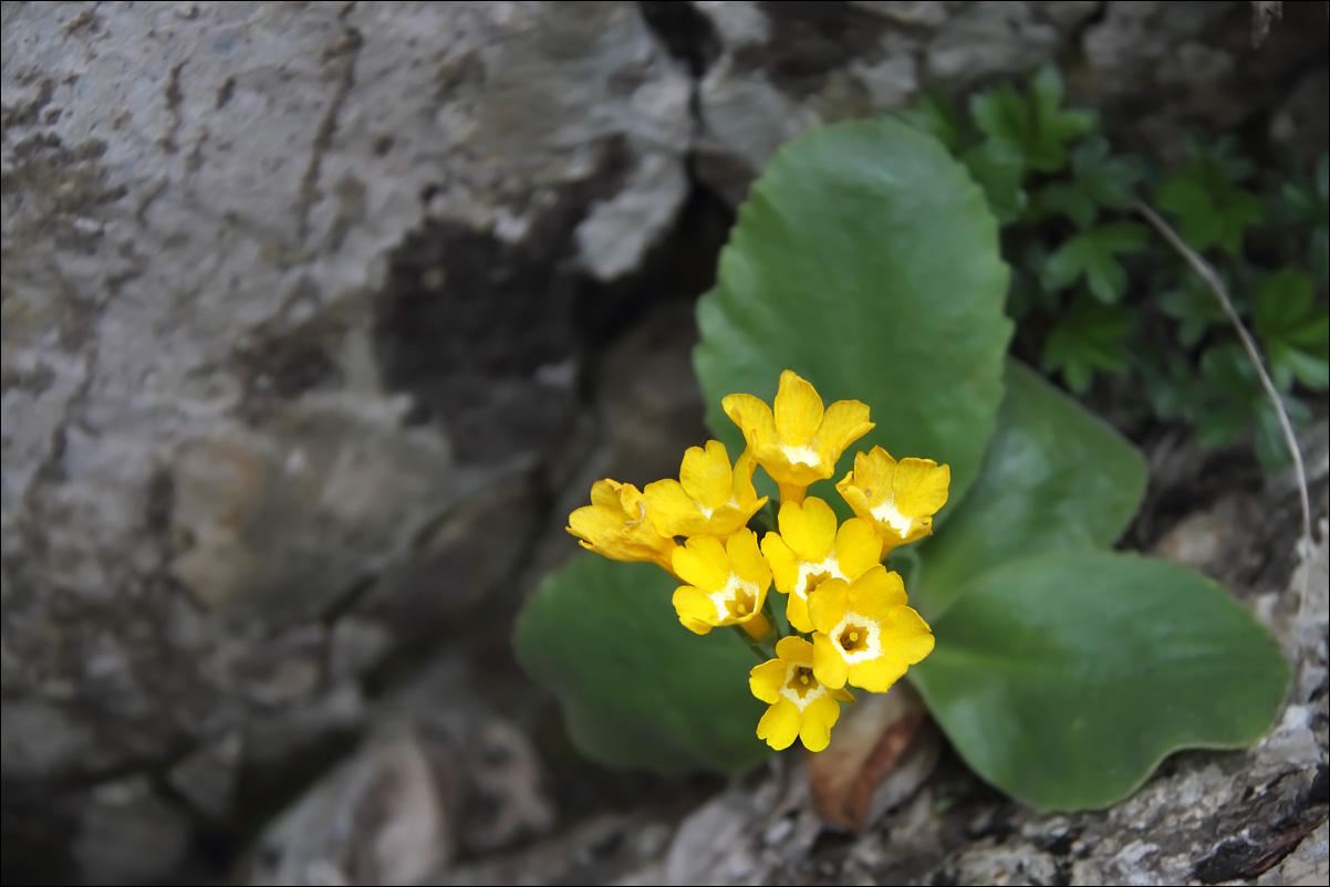 f primula auricola IMG_5486.jpg