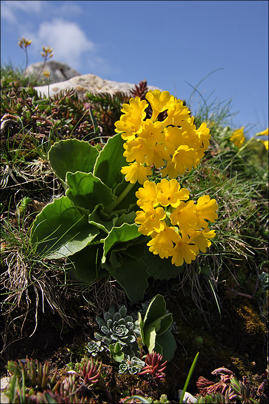 f primula auricula_113.jpg