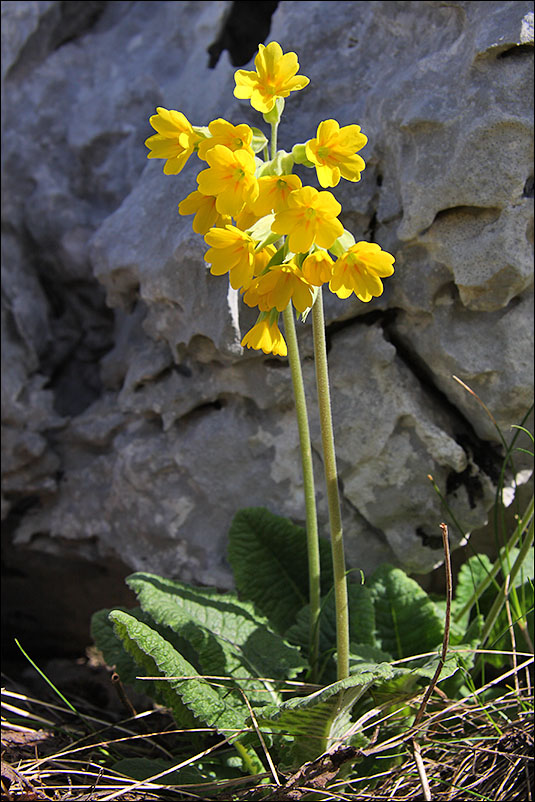 f primula_veris_563.jpg