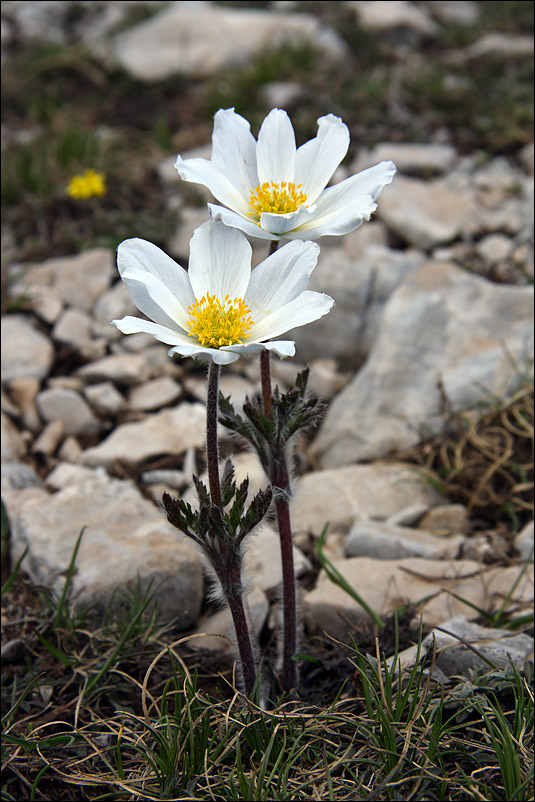 f pulsatilla_alpina_350.jpg