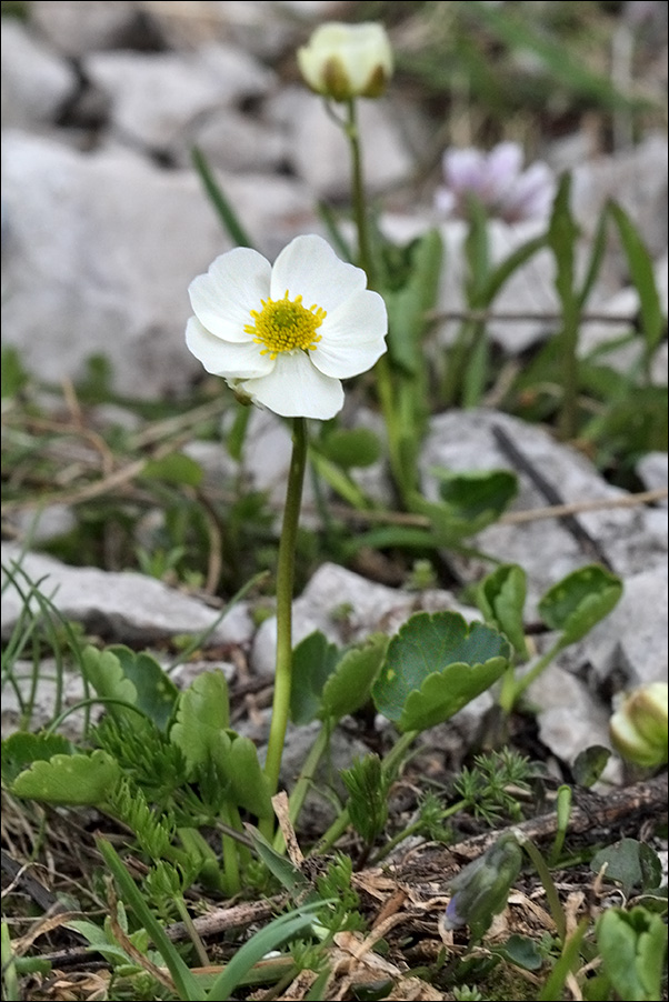 f Ranunculus magellense IMG_6180.jpg