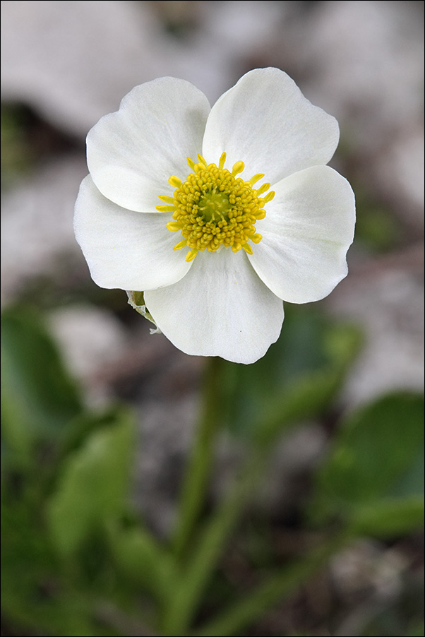 f Ranunculus magellense IMG_6183.jpg