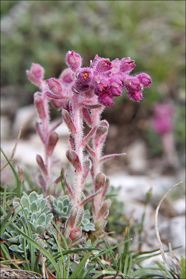 f saxifraga porophylla IMG_5893.jpg