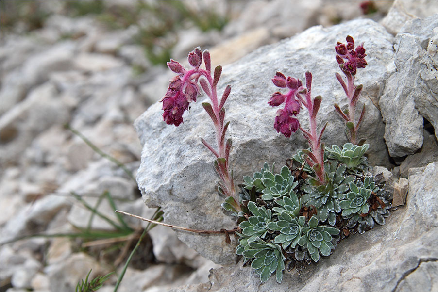 f Saxifraga porophylla IMG_6128.jpg