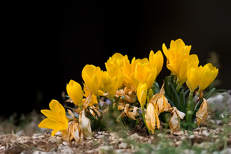 f sternbergia_lutea2_143.jpg