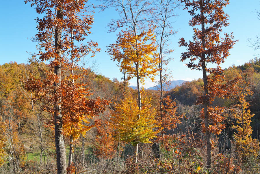 Foliage sugli Ernici d.jpg