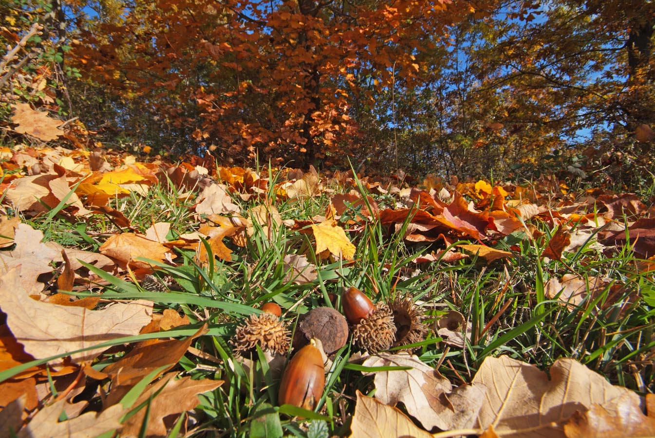 Foliage sugli Ernici f.jpg