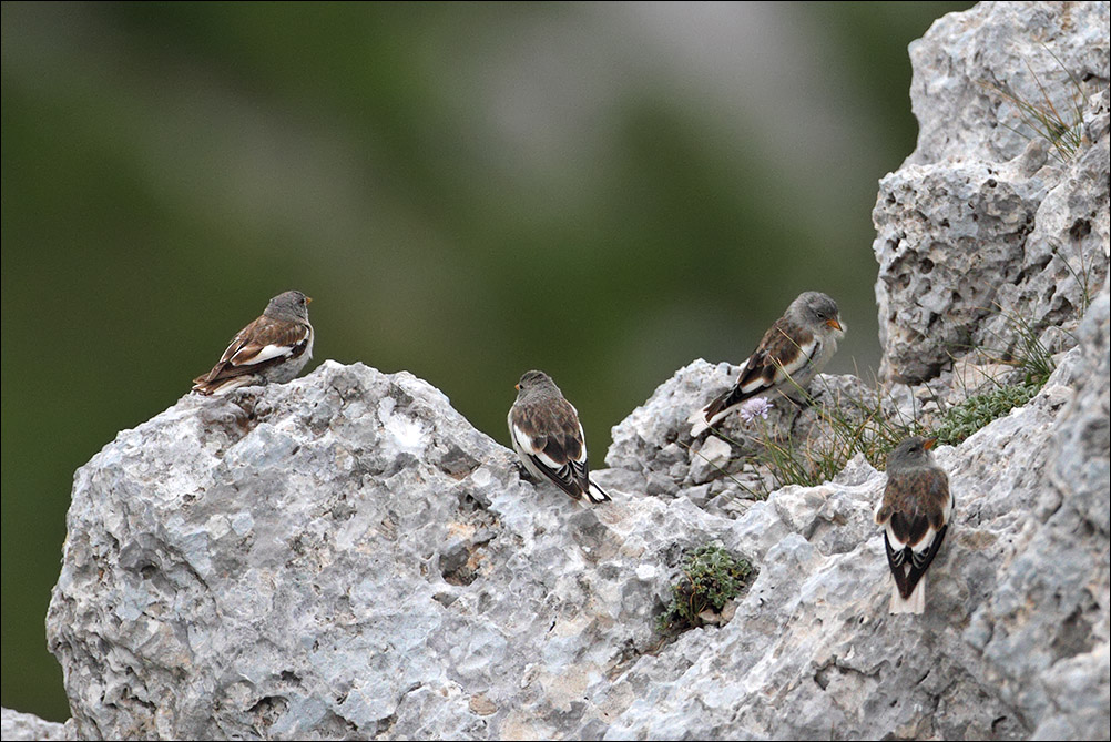 fringuelli alpini.jpg