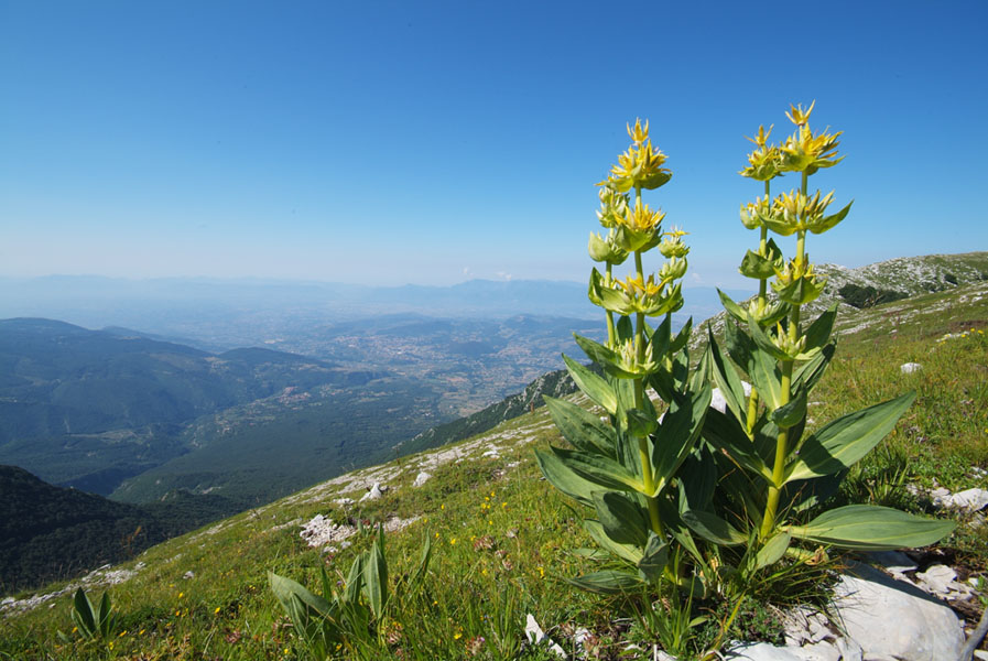 Gentiana lutea.jpg