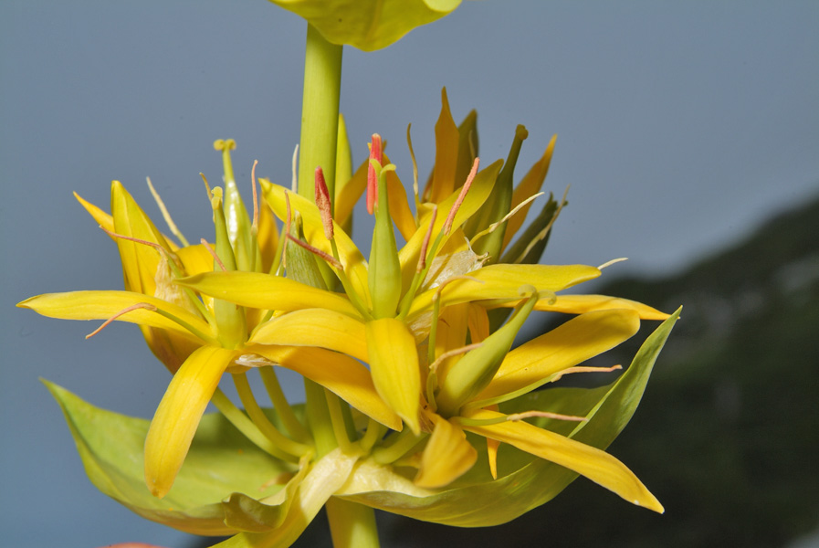 Gentiana lutea-stami.jpg