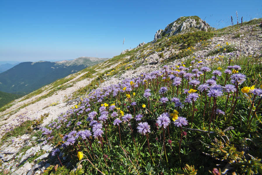 globulariaceae-globularia meridionalis .jpg