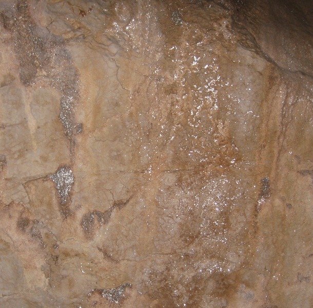 Grotta orso soffitto.jpg