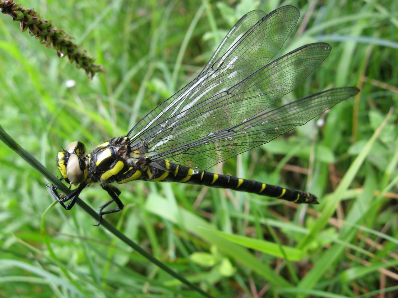 Libellula apertura ali.jpg