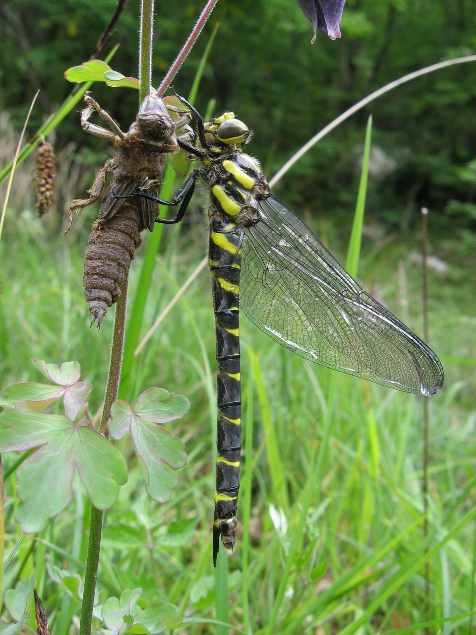 Libellula con pupa.jpg