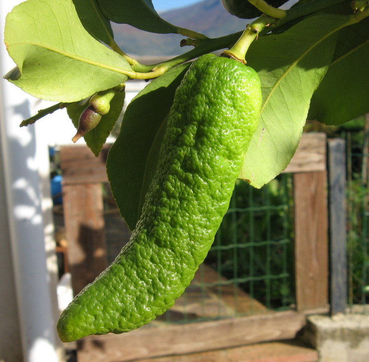 Limone Peperoncino.jpg