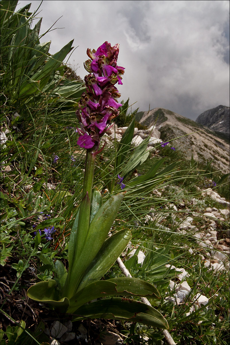 orchidea IMG_6436B w.jpg