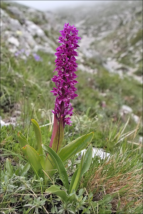 Orchis mascula IMG_4546.jpg