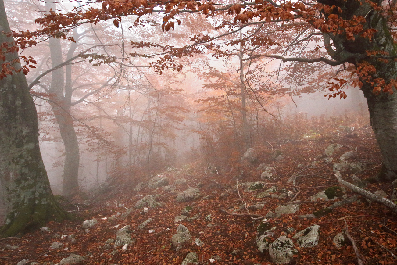 p faggi e nebbia 5W8A3698 W.jpg