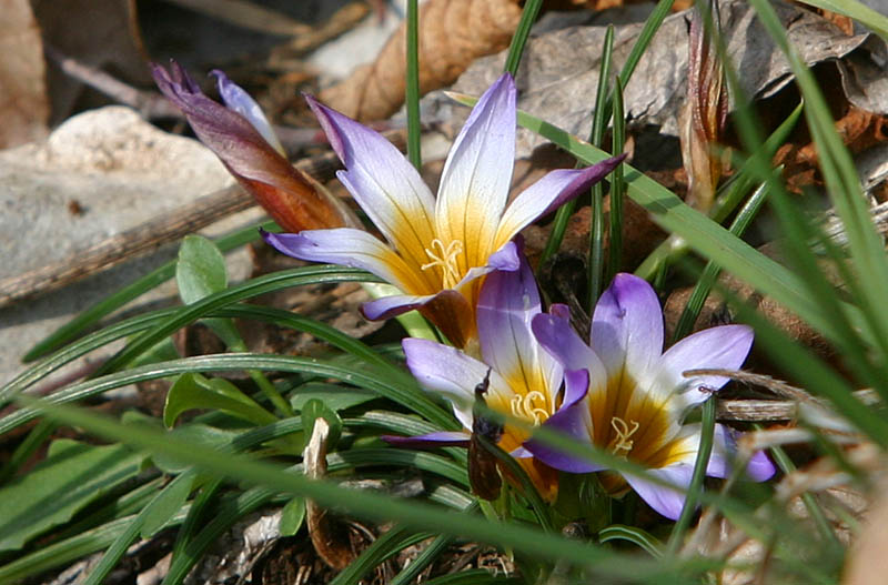 Romulea bulbocodium.jpg