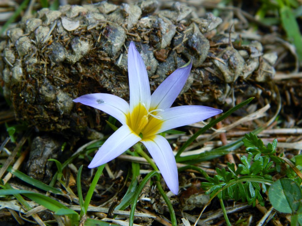 romulea bulbocodium ( trisulti).JPG