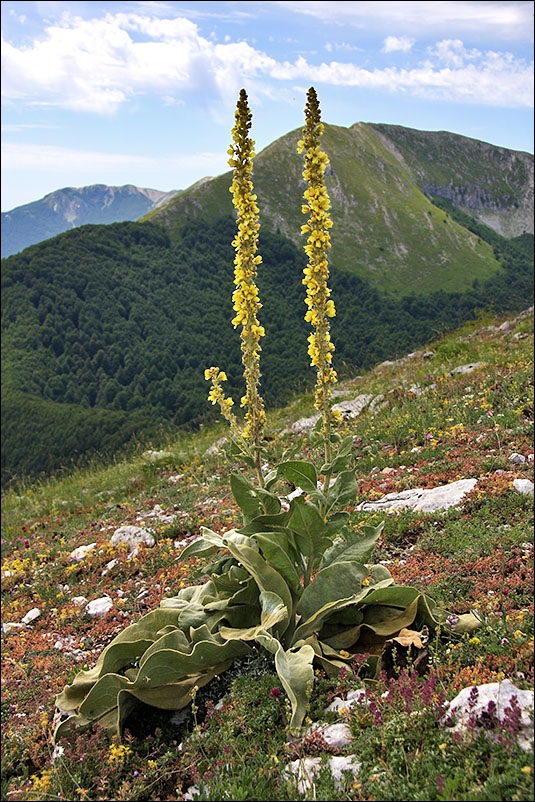 verbascum_densiflorum.jpg