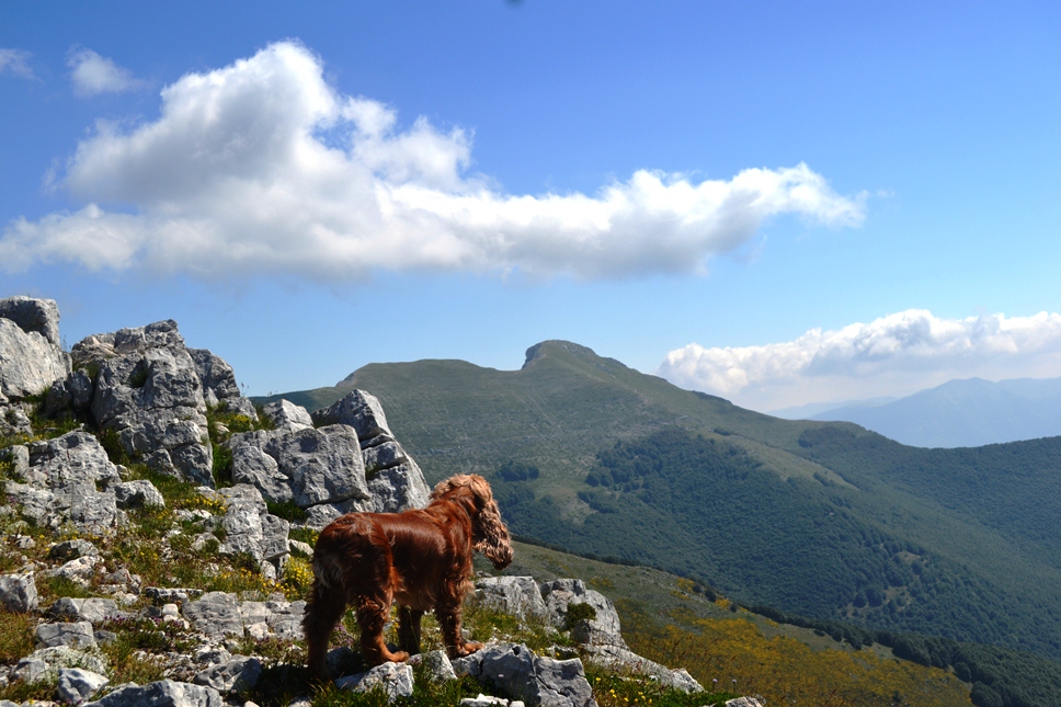 Verso Pizzo Deta da Forca Palumbo.jpg